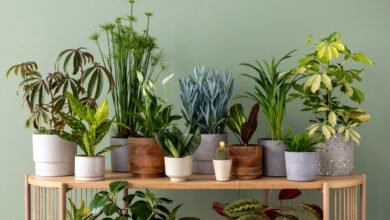 10 Reasons Why You Should Get Indoor Plants: Health Benefits &Amp; More 17 Camping Spots In Dubai